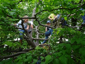 Kinder im Baum