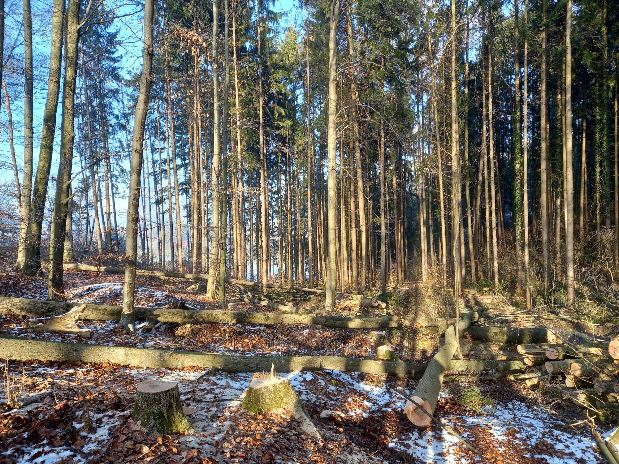 Altacher Wald Kalkofen Götzis