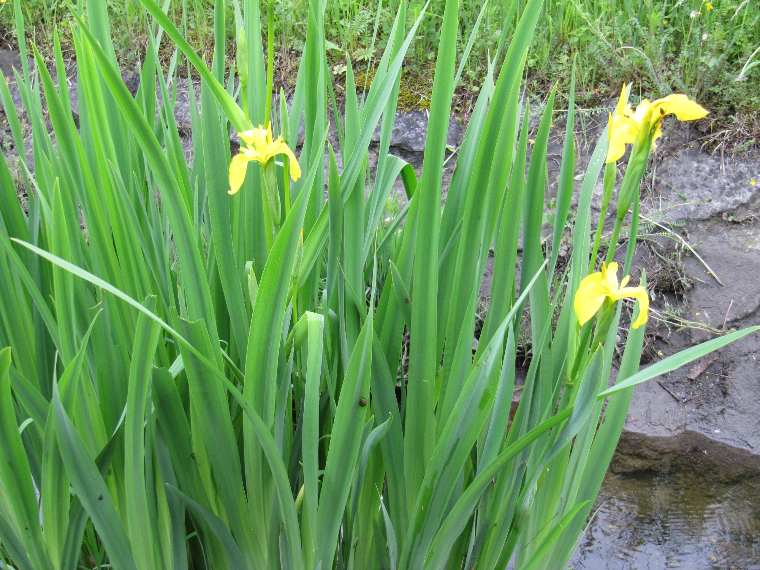 gelbblühende Sumpf-Schwertlilie